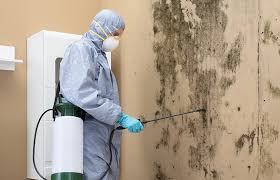 Best Emergency Mold Remediation in Rumson, NJ